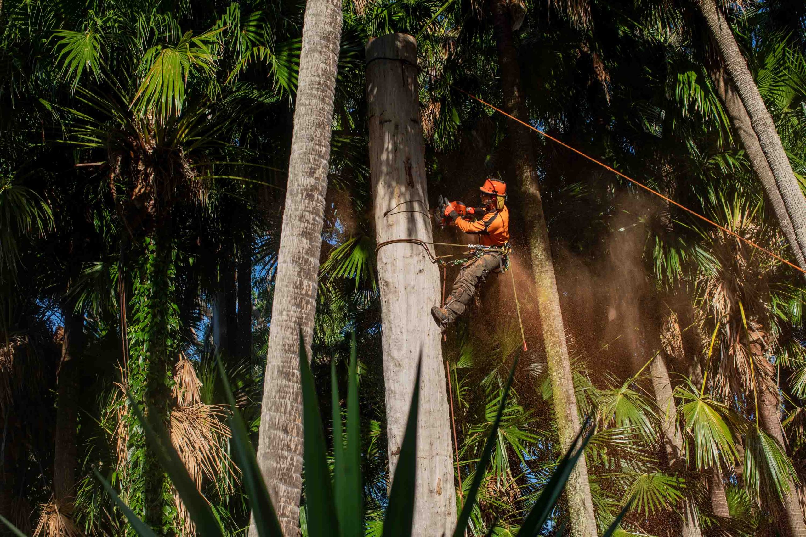 Husqvarna 592XP Chainsaw