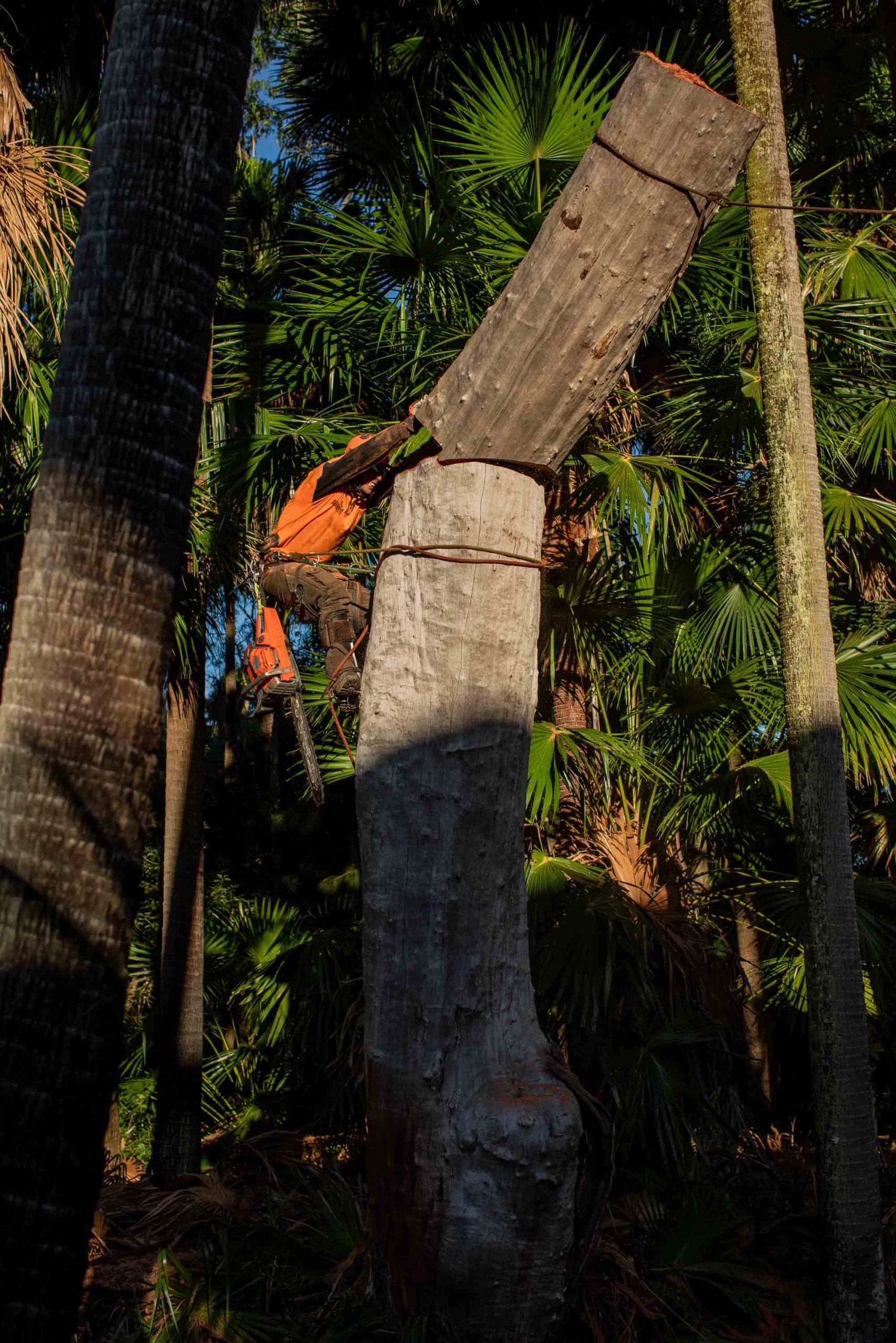 592 XP Chainsaw image 11